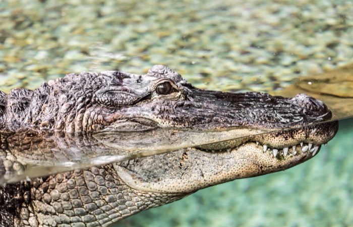 reptielenbrein